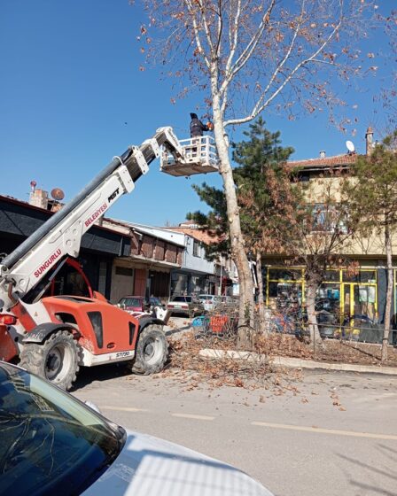 Belediyemiz Temizlik İşleri müdürlüğü tarafından, cadde, sokak,orta refüj ve parklarda ağaç budama çalışmaları yaptı.